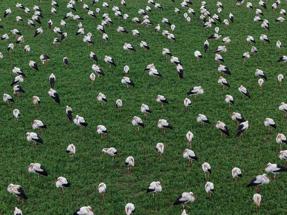 Konya semaları şenlendi! Baharın habercileri bu bölgede görsel şölen sunuyor 3